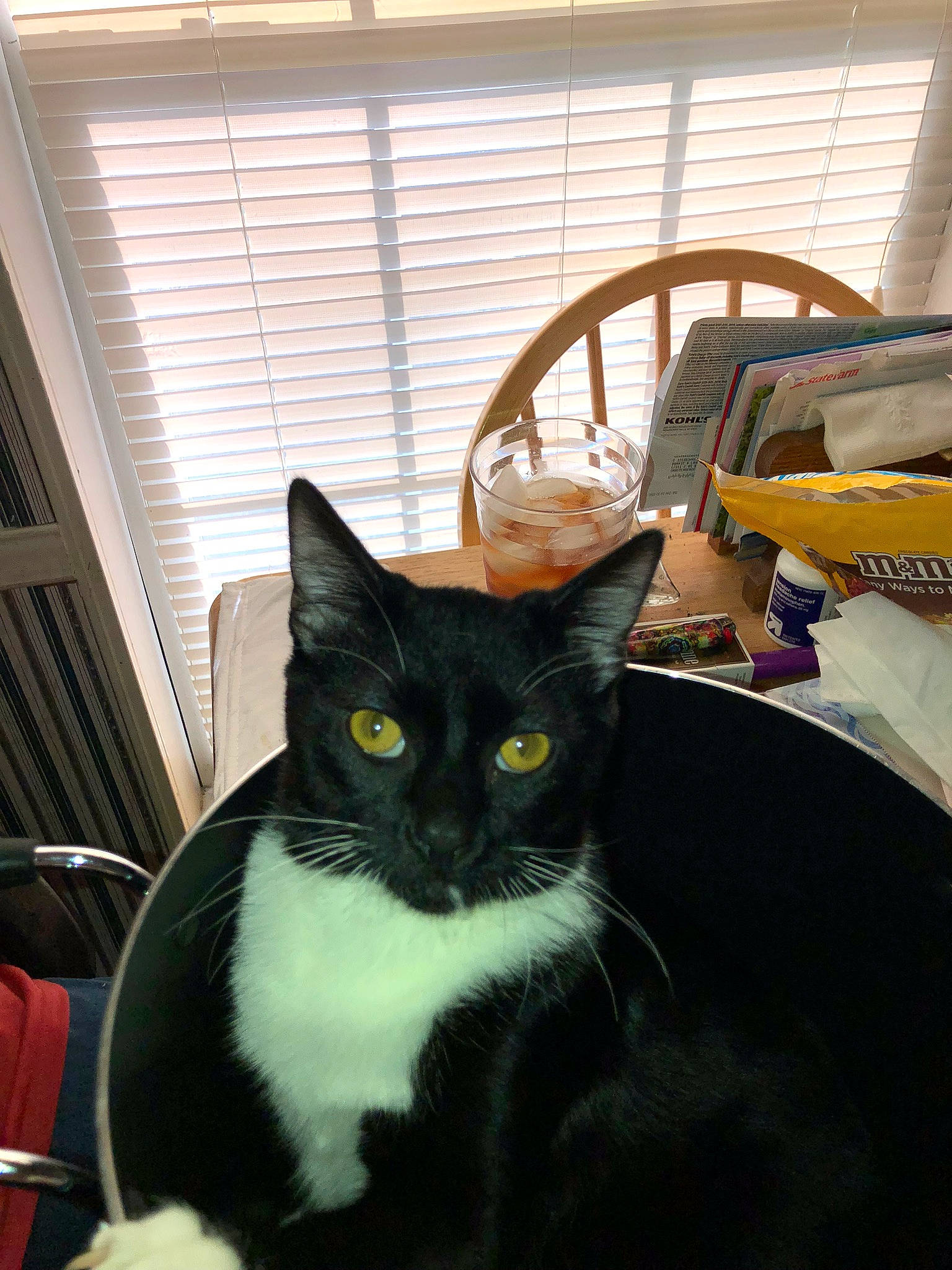 Salem is registered to the contest to win money with this photo: black_cat, box, carnivore, cat, cat_supply, chair, comfort, domestic_short_haired_cat, felidae, flooring, formal_wear, fur, hardwood, light, room, small_to_medium_sized_cats, tail, whiskers, window, wood