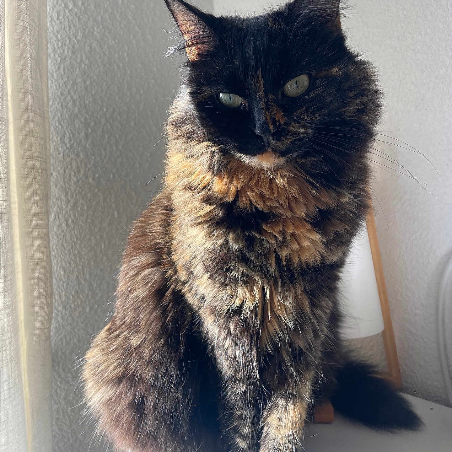 Shadow a rejoint le concours — aidez-le/la à gagner de superbes lots ! animal, cat, closeup, cozy, domestic_cat, ears, feline, fluffy, fur, indoor, lamp, pet, portrait, sitting, sunlight, tail, tortoiseshell, whiskers, white_surface, window