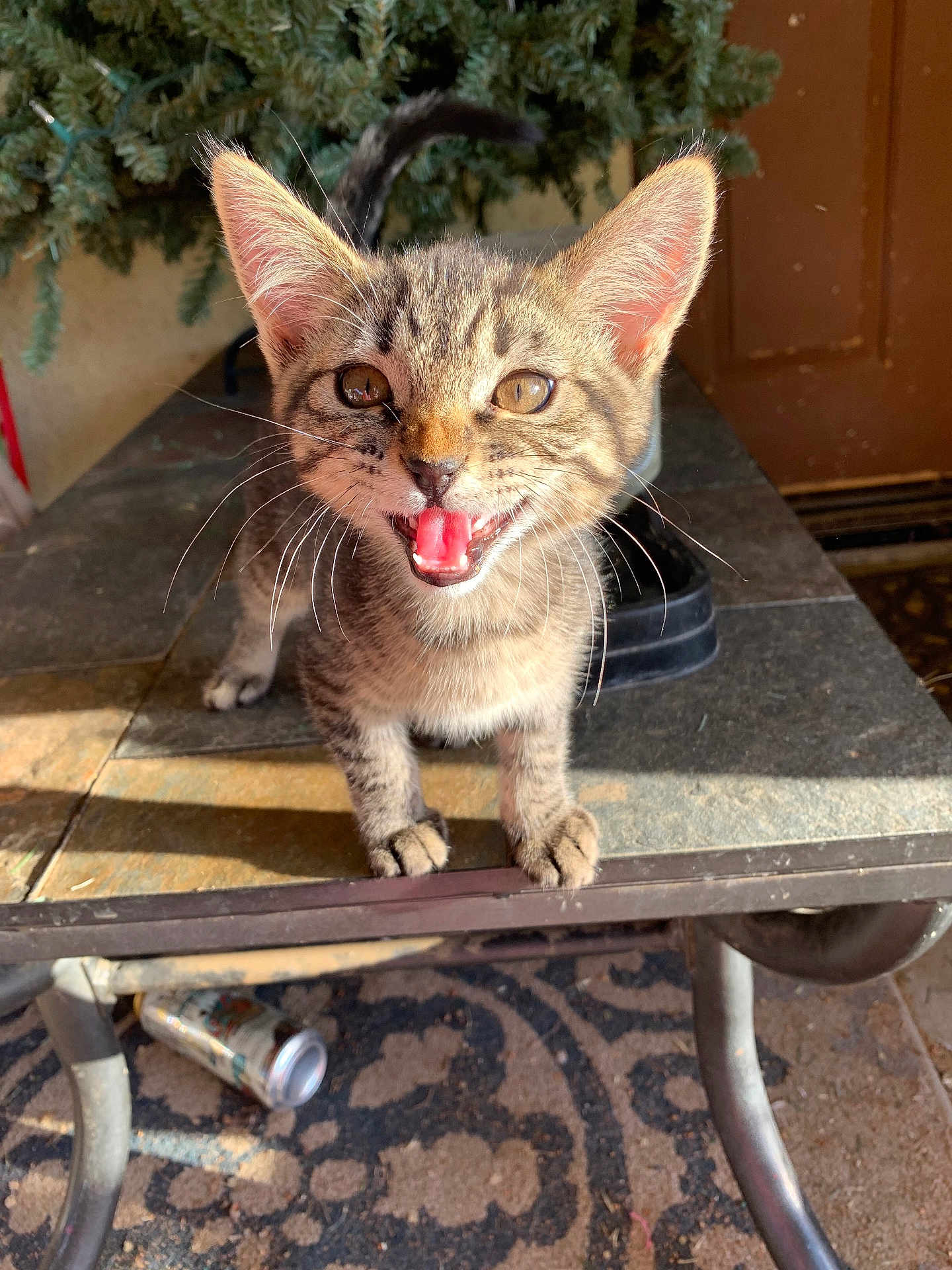 Bandit joined the competition — help win amazing prizes! cat, kitten, pet, whiskers, paws, ears, open_mouth, teeth, table, porch, doormat, soda_can, can, sunlight, shadow, door, plant, fur, close_up, portrait