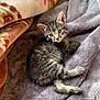 kitten, cat, tabby, pet, fur, blanket, cozy, indoor, animal, portrait, whiskers, ears, paw, soft_texture, striped, closeup, sleepy, tiny, bedding, relaxing