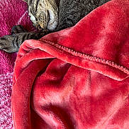 Bandit joined the competition — help win amazing prizes! cat, tabby_cat, blanket, red_blanket, sleeping, cozy, paw, fur, whiskers, bed, textile, close_up, indoor, soft_texture, pet, nap, domestic_cat, comfort, plush, portrait