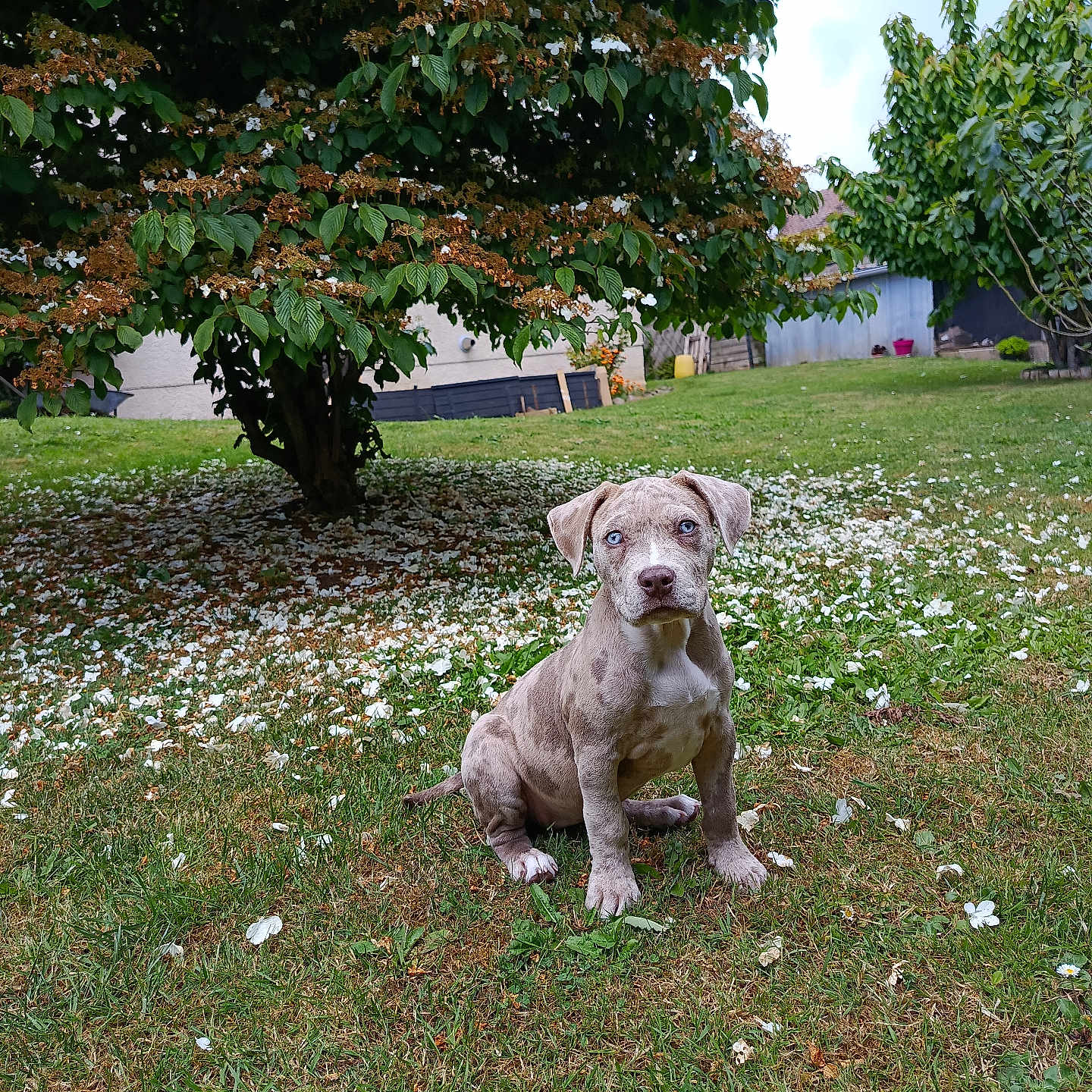 Bamboo participe au concours pour gagner de l'argent avec cette photo : animal, backyard, blue_eyes, canine, cute, daylight, dog, flower_petals, fur, garden, grass, greenery, nature, outdoor, pet, puppy, sitting, summer, tree, young_dog