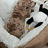 Bamboo a rejoint le concours — aidez-le/la à gagner de superbes lots ! animal, brown_spotted, comfortable, cozy, cute, dog, dog_bed, floor, fur, home, indoor, panda, pet, plush_toy, puppy, relaxed, resting, soft, stuffed_animal, wooden_floor