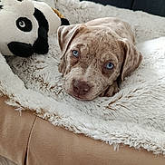 Bamboo participe au concours pour gagner de l'argent avec cette photo : animal, bed, blue_eyes, brown, cozy, cute, dog, face, fluffy_blanket, furry, indoor, lying_down, panda, pet, plush_toy, puppy, resting, soft_texture, white, young