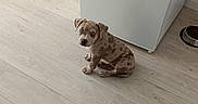 Bamboo participe au concours pour gagner de l'argent avec cette photo : animal, brown_spots, cabinet, clean, curious, dog, domestic, floor, flooring, home, indoor, light, looking_up, pet, pet_food_bowl, puppy, small_dog, spotted, toy, wooden_floor