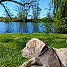 Bamboo a rejoint le concours — aidez-le/la à gagner de superbes lots ! animal, blue_sky, canine, collar, daytime, dog, grass, lake, leash, nature, outdoor, park, peaceful, puppy, relaxing, summer, sunny, tree, water, young_dog