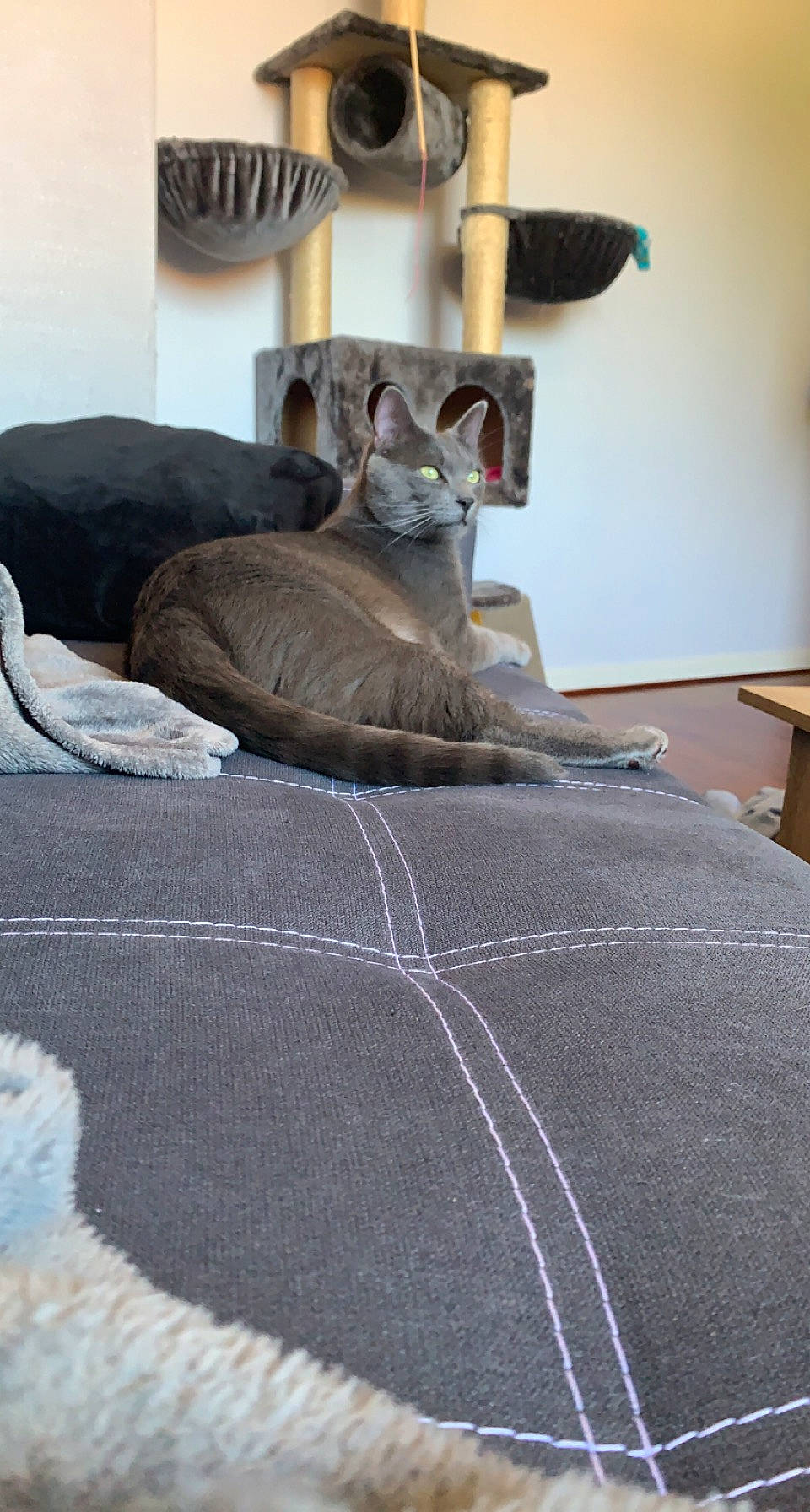 Rapido a rejoint le concours — aidez-le/la à gagner de superbes lots ! bed, bed_sheet, bedding, carnivore, cat, comfort, domestic_short_haired_cat, fawn, felidae, flooring, fur, grey, hardwood, linens, room, small_to_medium_sized_cats, tail, terrestrial_animal, whiskers, wood