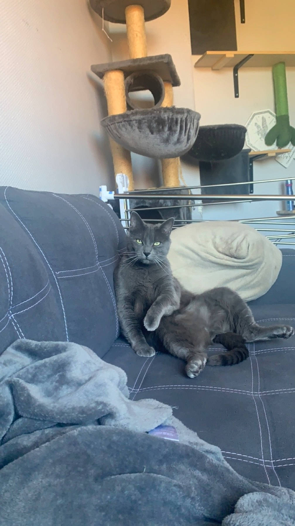 Rapido participe au concours pour gagner de l'argent avec cette photo : armrest, canidae, carnivore, cat, chair, comfort, companion_dog, couch, domestic_short_haired_cat, felidae, flooring, fur, grey, hardwood, living_room, room, small_to_medium_sized_cats, tail, whiskers, wood