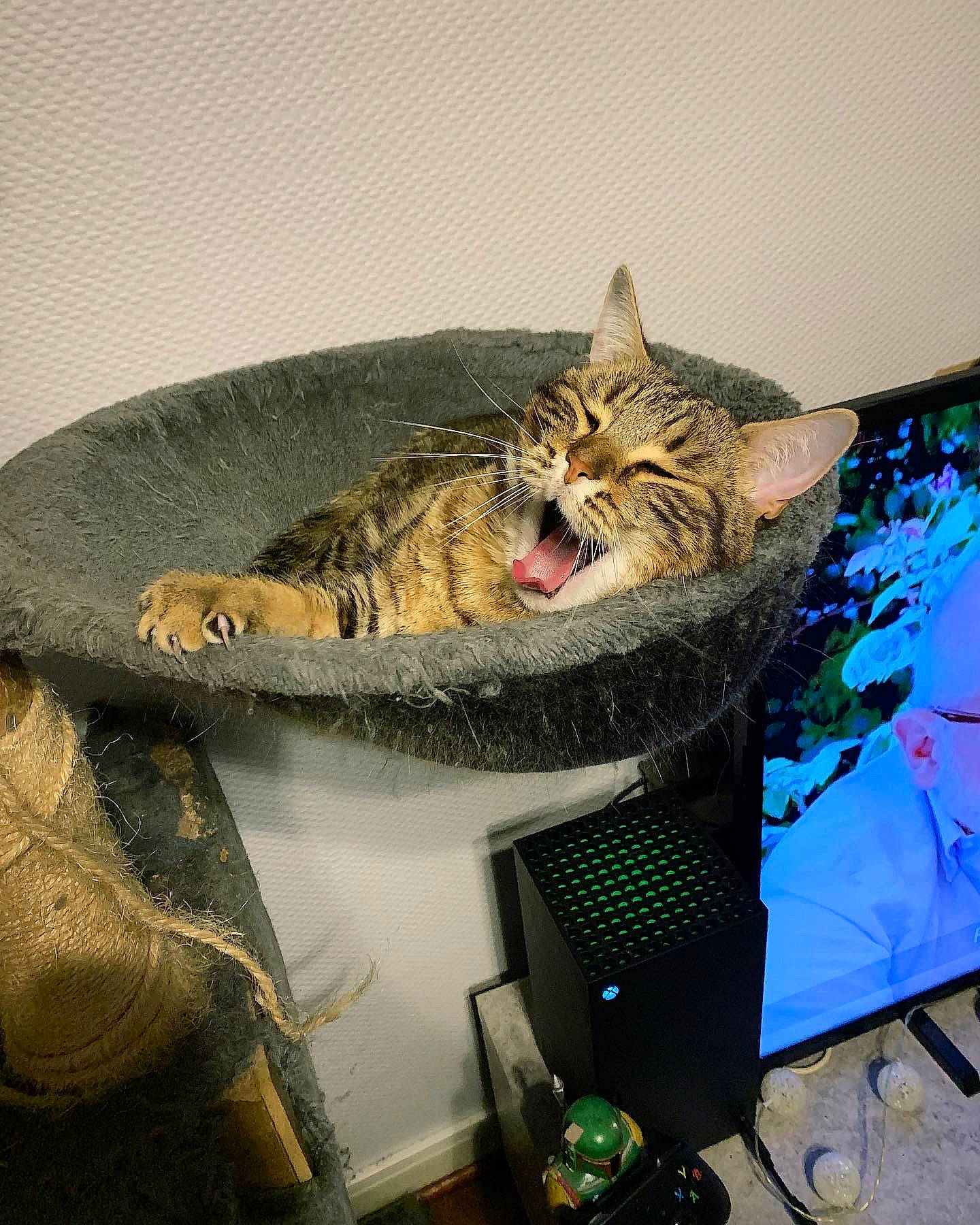 Sweety a rejoint le concours — aidez-le/la à gagner de superbes lots ! art, carnivore, cat, comfort, computer_hardware, computer_keyboard, computer_monitor, display_device, domestic_short_haired_cat, felidae, fur, illustration, office_supplies, peripheral, personal_computer, sitting, small_to_medium_sized_cats, space_bar, visual_arts, whiskers