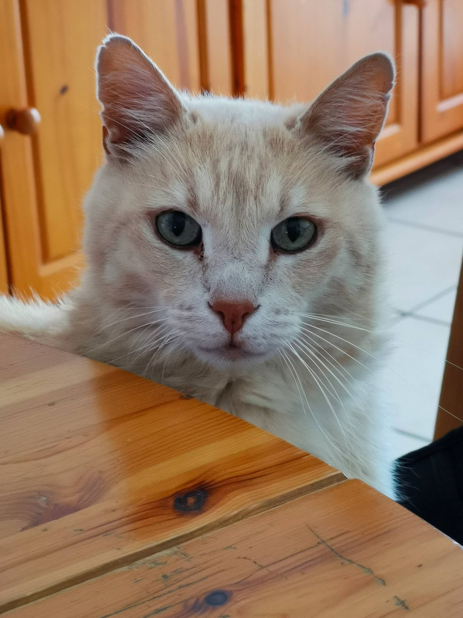 Nino a rejoint le concours — aidez-le/la à gagner de superbes lots ! carnivore, cat, comfort, domestic_short_haired_cat, eye, fawn, felidae, flooring, fur, hardwood, plank, small_to_medium_sized_cats, snout, tail, varnish, whiskers, window, wood, wood_flooring, wood_stain