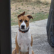 Hermes a rejoint le concours — aidez-le/la à gagner de superbes lots ! dog, pet, sitting, outdoor, portrait, brown_and_white, collar, glass_door, doorway, backyard, grass, concrete, serious_expression, floppy_ears, perked_ear, short_hair, animal, watching, centered_composition, natural_light
