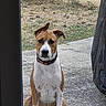 dog, pet, sitting, outdoor, portrait, brown_and_white, collar, glass_door, doorway, backyard, grass, concrete, serious_expression, floppy_ears, perked_ear, short_hair, animal, watching, centered_composition, natural_light
