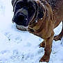Diesel joined the competition — help win amazing prizes! animal, brown_fur, canine, cold, curious, daylight, dog, fur, looking_up, mammal, nature, outdoor, paw_prints, pet, playful, snow, snowflakes, walking, winter, young_dog