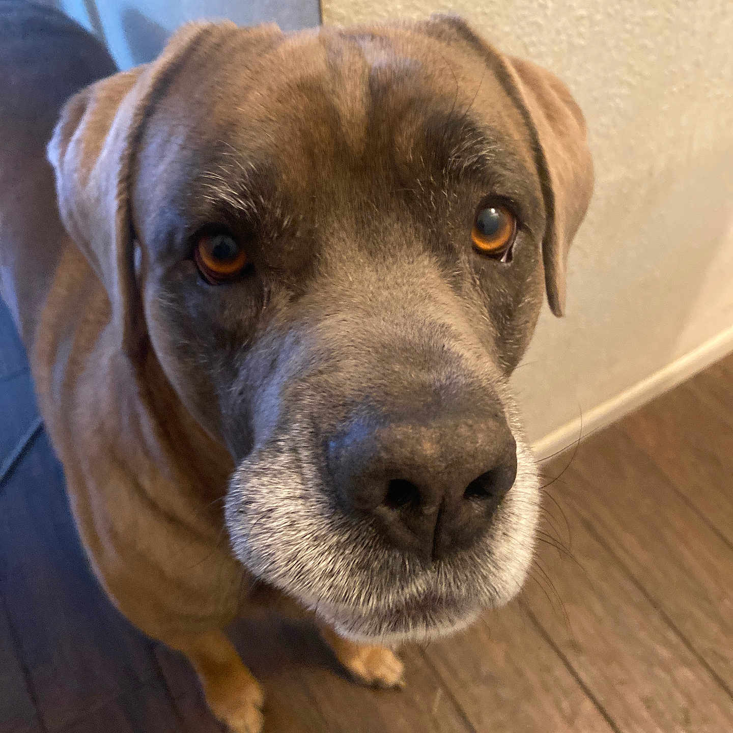 Diesel is registered to the contest to win money with this photo: amber_eyes, brown_fur, canine, close_up, companion, curious, dog, domestic_animal, ears, flooring, gray_muzzle, indoor, looking_up, mammal, pet, portrait, snout, wall, whiskers, wooden_floor