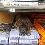 Diesel joined the competition — help win amazing prizes! animal, bag, brown_dog, close_up, curious, dog, dog_food, indoor, leash, lying_down, packaging, pet, pet_store, product, puppy, retail, shelf, shopping, store, store_aisle