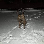 Diesel is registered to the contest to win money with this photo: animal, canine, cold, dark, dog, fence, flash, footprints, fur, lonely, night, outdoor, pet, quiet, reflection, sitting, snow, still, watchful, winter