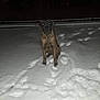 animal, canine, cold, dark, dog, fence, flash, footprints, fur, lonely, night, outdoor, pet, quiet, reflection, sitting, snow, still, watchful, winter