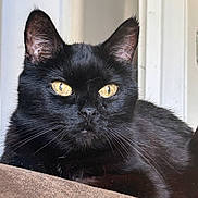 Sosso a rejoint le concours — aidez-le/la à gagner de superbes lots ! cat, black_cat, pet, animal, feline, whiskers, fur, indoor, closeup, portrait, eyes, ears, relaxed, cute, domestic_animal, mammal, resting, looking, face, nose