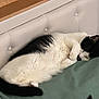 Pato participe au concours pour gagner de l'argent avec cette photo : cat, sleeping, black_and_white, fur, pet, indoor, blanket, resting, cozy, feline, curled_up, cute, domestic_animal, soft, comfort, relaxation, whiskers, tail, bedroom, napping