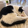animal, black_and_white, blanket, cat, chair, comfort, cozy, domestic, floor, fur, furniture, home, indoor, paw, pet, quiet, relaxing, resting, sleeping, tail