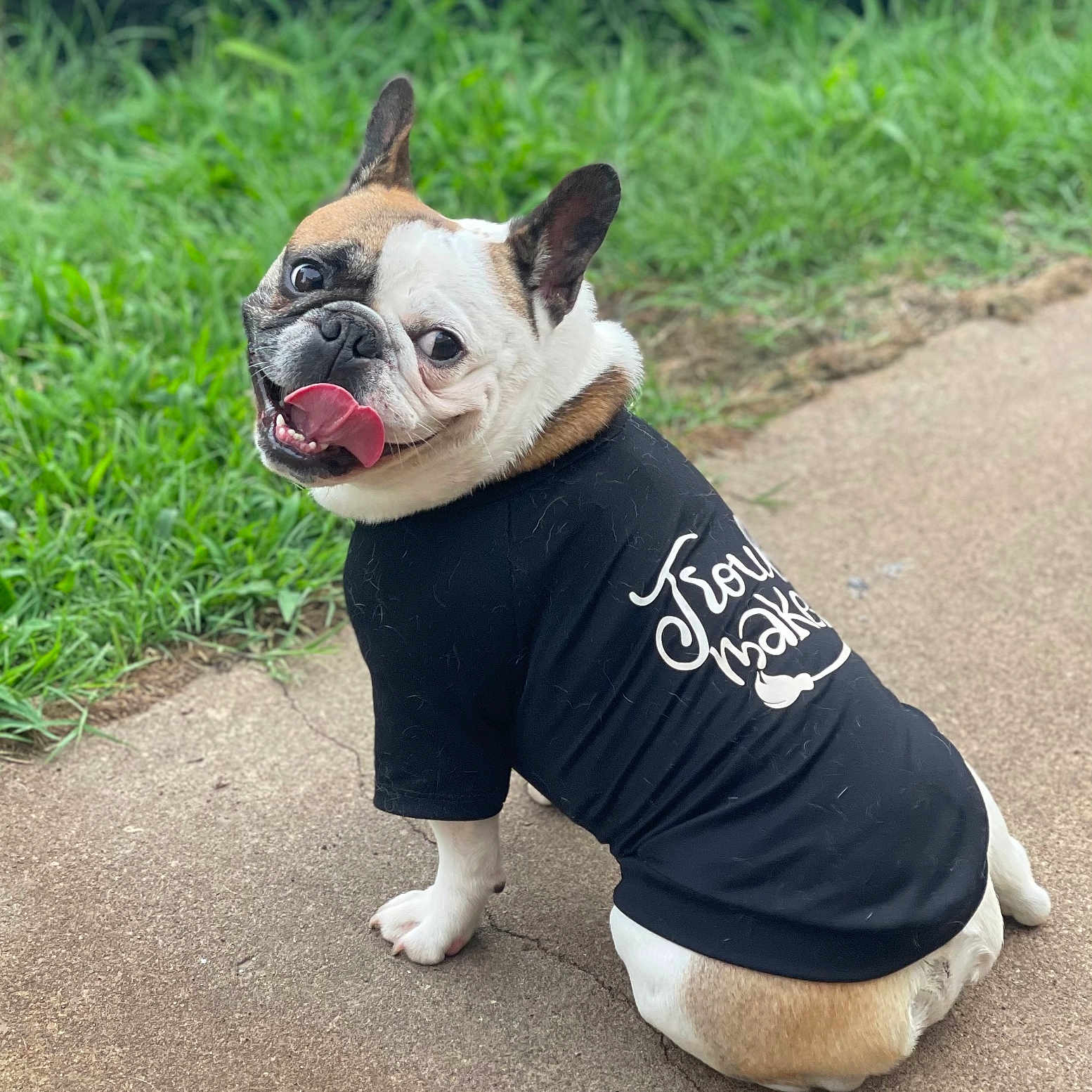 Benji is registered to the contest to win money with this photo: animal, black_clothing, closeup, concrete, cute, daylight, dog, ears_up, french_bulldog, grass, happy, looking_back, mammal, outdoor, pet, playful, short_hair, sitting, tongue_out, tshirt