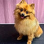 dog, pomeranian, fluffy, pet, smiling, happy, indoor, portrait, cute, small_dog, furry, animal, sitting, head_tilt, tongue_out, companion, friendly, domestic_animal, pink_background, black_surface