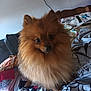 Myo a rejoint le concours — aidez-le/la à gagner de superbes lots ! animal, bed, black_nose, brown, companion, cozy, curious, cute, dog, ears, fabrics, fluffy, fur, home, indoor, looking, pet, pomeranian, sitting, small_dog