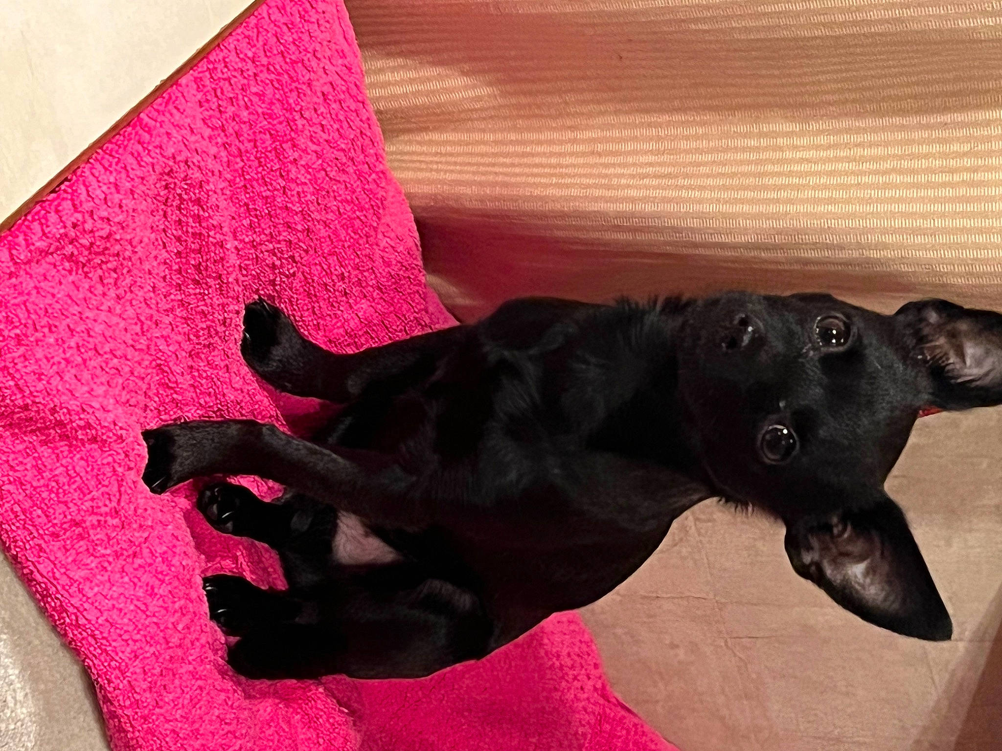 Mister Meaner joined the competition — help win amazing prizes! borador, carmine, carnivore, collar, comfort, companion_dog, dog, dog_breed, dog_collar, dog_supply, ear, liver, magenta, pet_supply, snout, sporting_group, tail, tints_and_shades, whiskers, working_animal