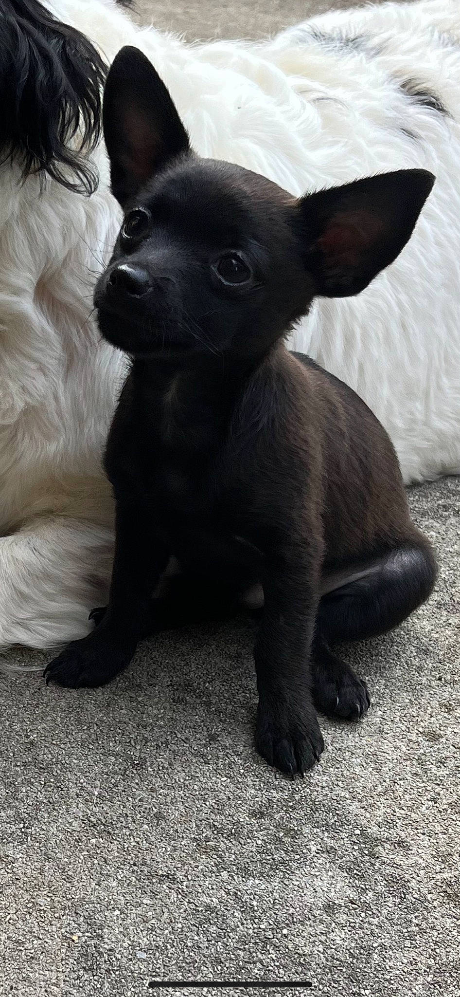 Mister Meaner is registered to the contest to win money with this photo: canidae, carnivore, companion_dog, corgi_chihuahua, dog, dog_breed, ear, fawn, fur, grey, liver, mammal, non_sporting_group, snout, sporting_group, terrestrial_animal, toy_dog, vertebrate, whiskers, working_animal