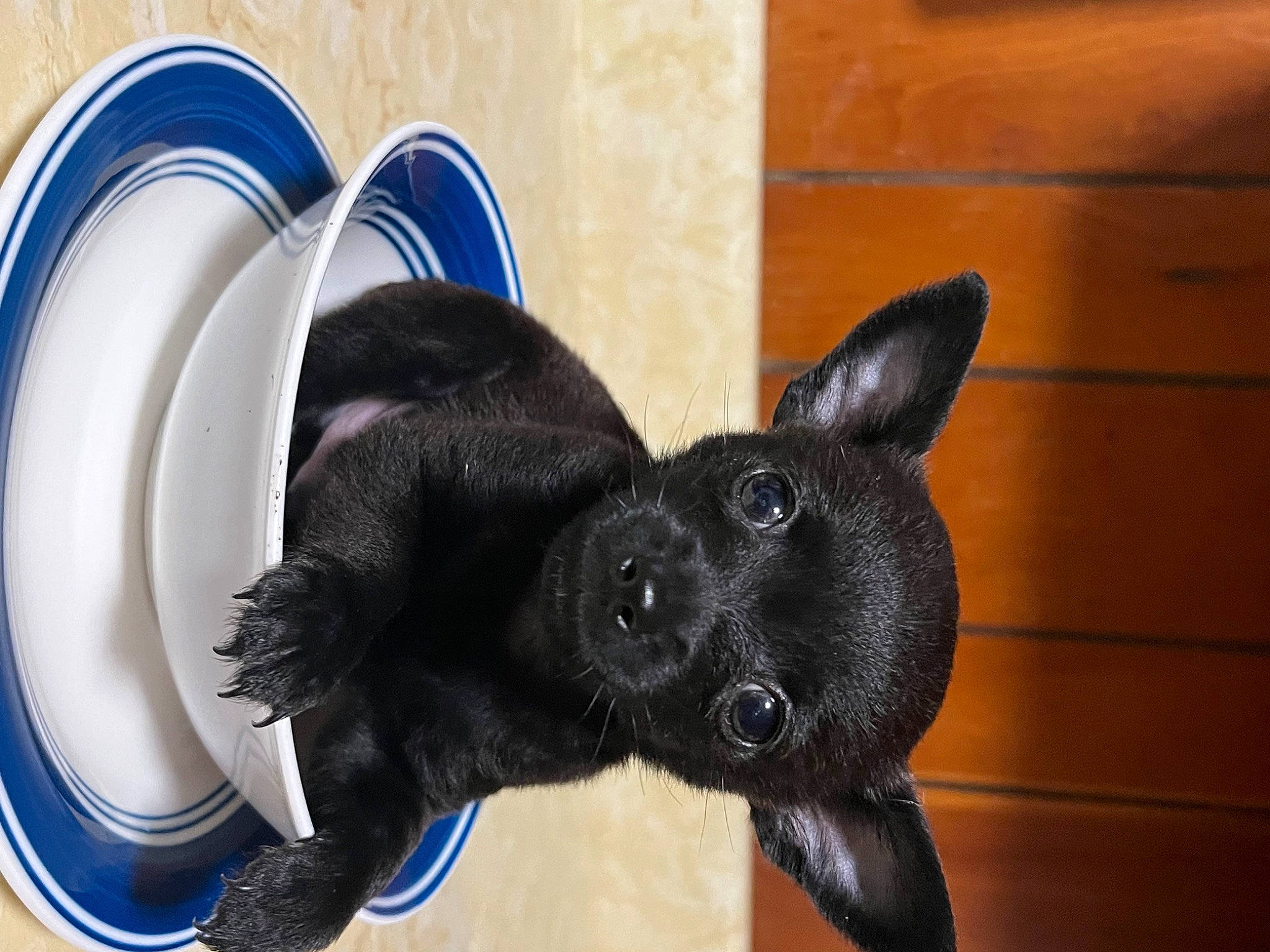 Mister Meaner joined the competition — help win amazing prizes! black_cat, canidae, carnivore, companion_dog, dog, dog_breed, dog_supply, ear, electric_blue, fawn, felidae, fur, small_to_medium_sized_cats, snout, sporting_group, stuffed_toy, tail, toy_dog, whiskers, working_animal