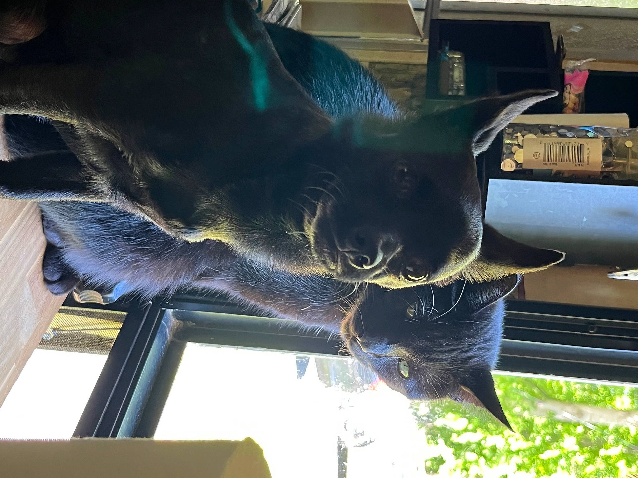 Mister Meaner is registered to the contest to win money with this photo: art, cat, felidae, glass, metal, natural_material, sculpture, snout, tail, visual_arts