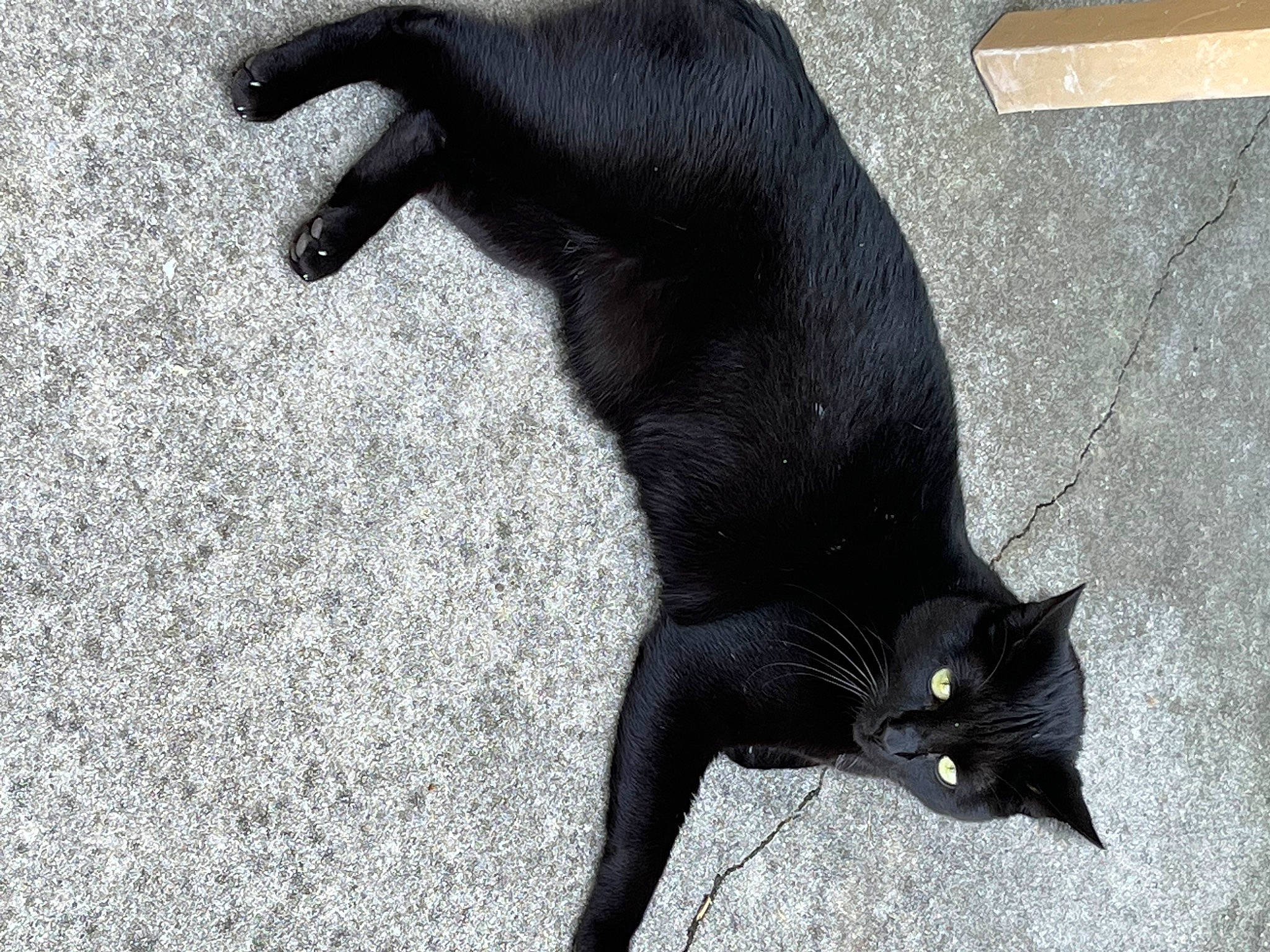 Symba joined the competition — help win amazing prizes! black_cat, bombay, carnivore, cat, claw, domestic_short_haired_cat, felidae, flooring, fur, grey, human_leg, paw, plant, road_surface, shadow, small_to_medium_sized_cats, snout, tail, terrestrial_animal, whiskers