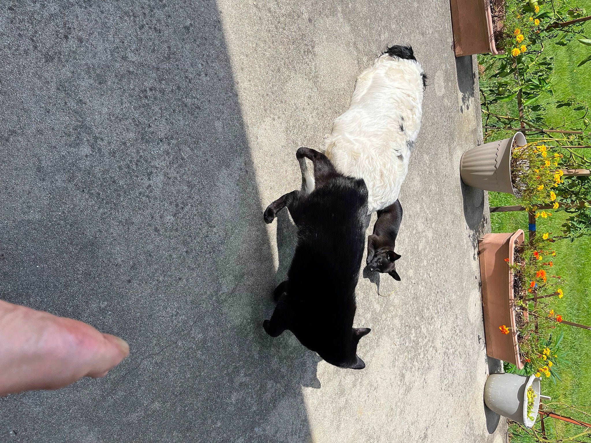 Symba joined the competition — help win amazing prizes! asphalt, carnivore, companion_dog, concrete, dog, dog_breed, flower, grass, pedestrian, petal, plant, road, road_surface, shadow, sidewalk, tail, tar, tree, walking, yellow