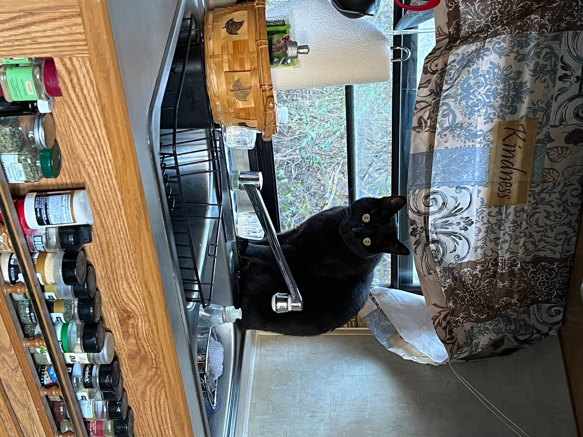 Symba is registered to the contest to win money with this photo: audio_equipment, automotive_design, bag, barware, carnivore, domestic_short_haired_cat, electrical_wiring, eyewear, felidae, flooring, glass, glass_bottle, leather, luggage_and_bags, machine, metal, room, small_to_medium_sized_cats, vehicle_door, wood