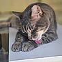 Alaska joined the competition — help win amazing prizes! cat, gray_tabby, tongue, grooming, paws, fur, resting, indoor, closeup, sleepy, pet, animal, whiskers, relaxed, feline, cute, mammal, table, domestic, soft