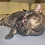 Alaska is registered to the contest to win money with this photo: cat, tabby, grooming, licking, paw, feline, whiskers, fur, relaxed, indoor, couch, pet, animal, closeup, sleepy, cute, mammal, home, table, cozy