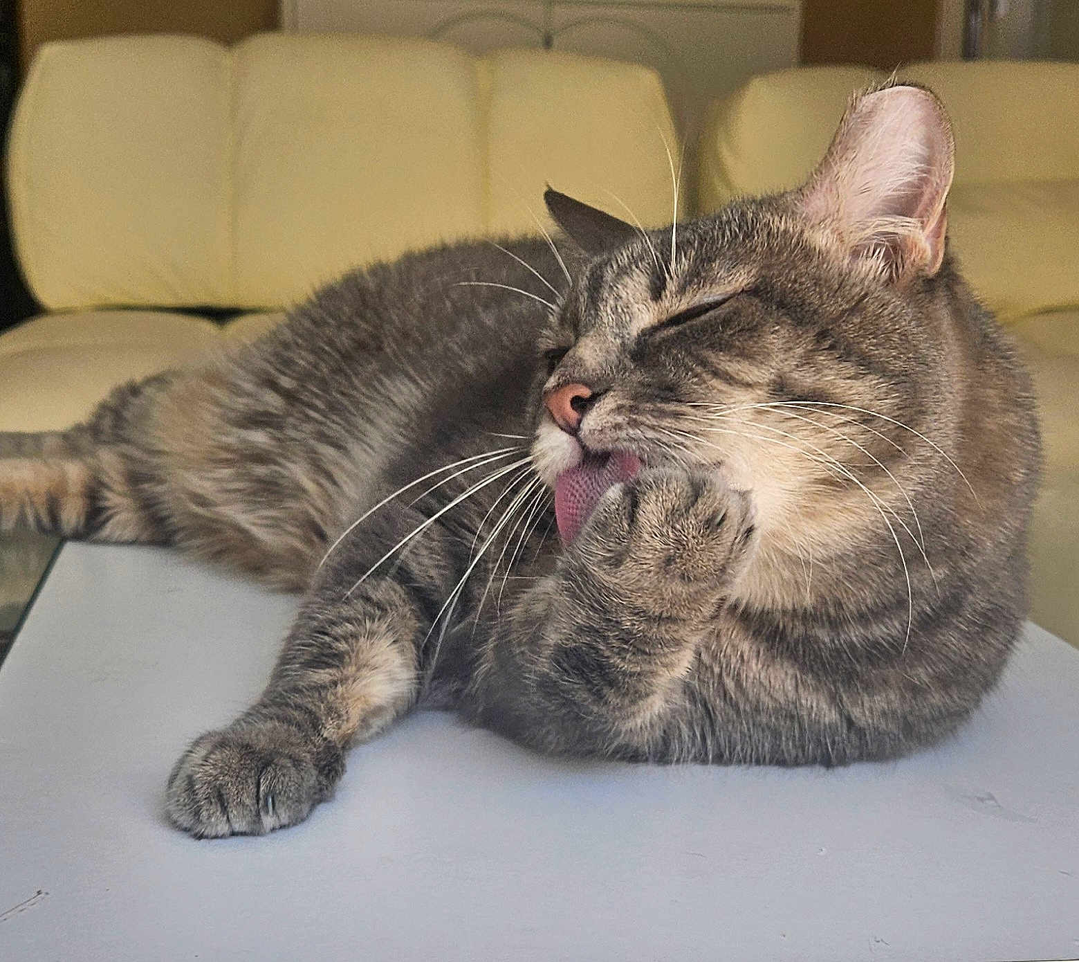 Alaska is registered to the contest to win money with this photo: cat, tabby, grooming, licking, paw, feline, whiskers, fur, relaxed, indoor, couch, pet, animal, closeup, sleepy, cute, mammal, home, table, cozy