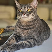 Alaska is registered to the contest to win money with this photo: cat, tabby, pet, animal, feline, indoor, golden_eyes, fur, whiskers, relaxed, lying_down, table, closeup, domestic_cat, portrait, cute, mammal, tabby_stripes, alert, soft_light