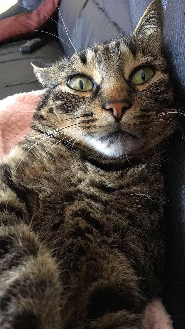 Capucin a rejoint le concours — aidez-le/la à gagner de superbes lots ! american_bobtail, american_curl, american_shorthair, asian, california_spangled, carnivore, cat, domestic_short_haired_cat, dragon_li, egyptian_mau, european_shorthair, felidae, mammal, ocicat, pixie_bob, small_to_medium_sized_cats, snout, tabby_cat, vertebrate, whiskers