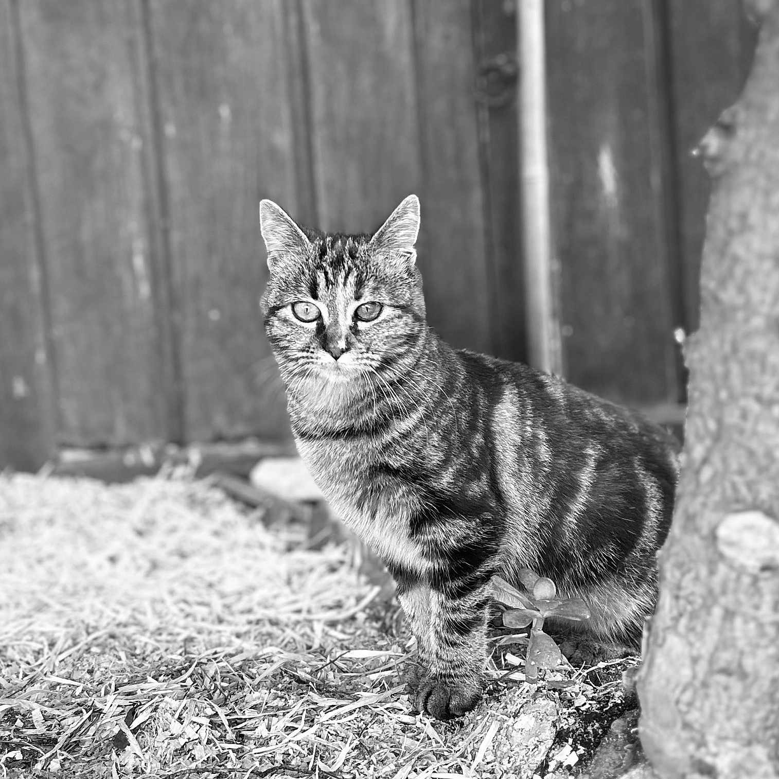 Pikette a rejoint le concours — aidez-le/la à gagner de superbes lots ! abyssinian, angora, animal, backyard, cat, den, egyptiancat, gray, indoors, kitten, manx, nature, ocelot, outdoors, pet, soil, wood, yard, zoo