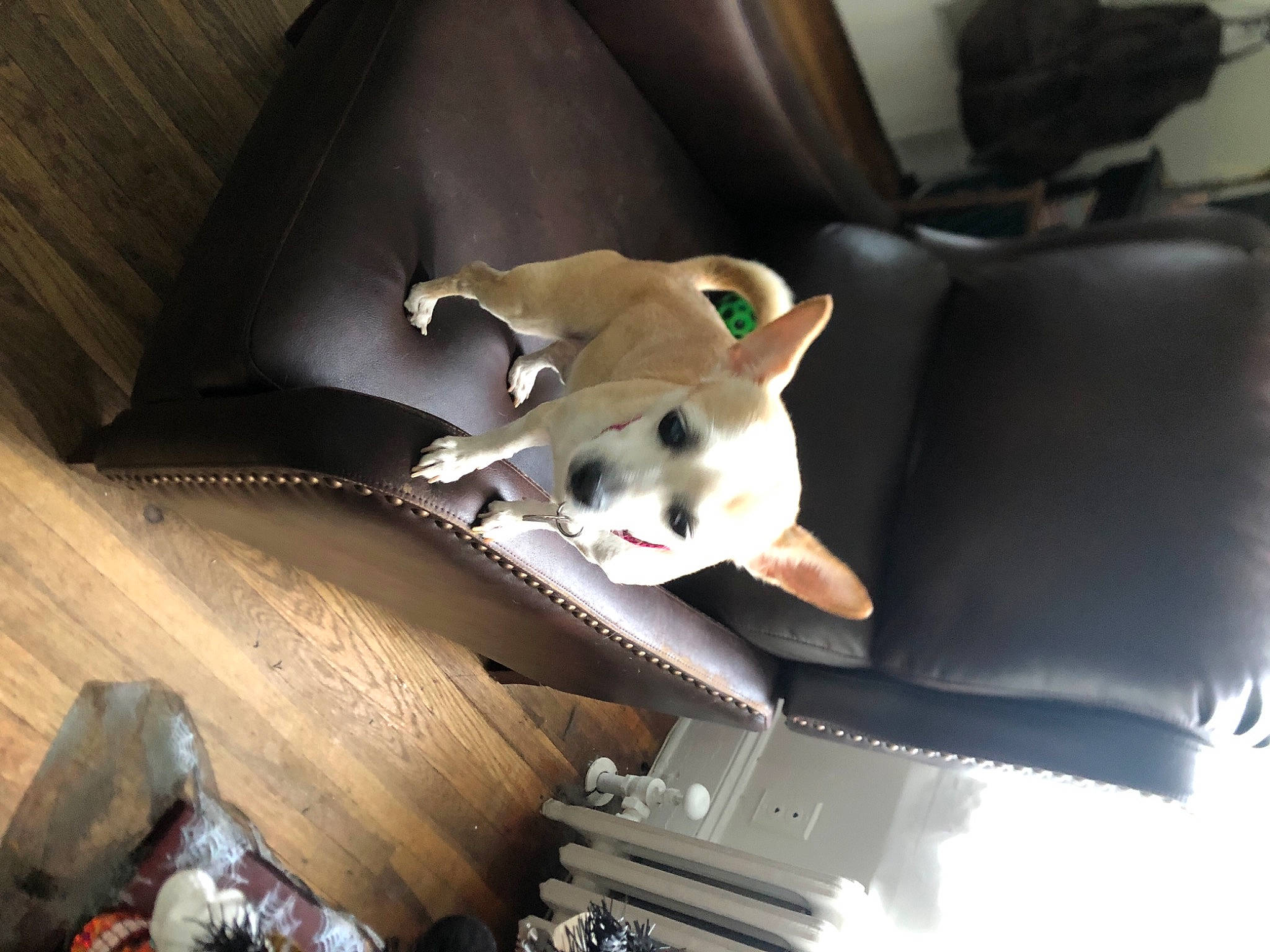 Ms Beasley is registered to the contest to win money with this photo: animation, baby_toys, carnivore, comfort, companion_dog, couch, fawn, flooring, fur, gadget, hardwood, picture_frame, pillow, plush, room, stuffed_toy, television, toy, whiskers, wood