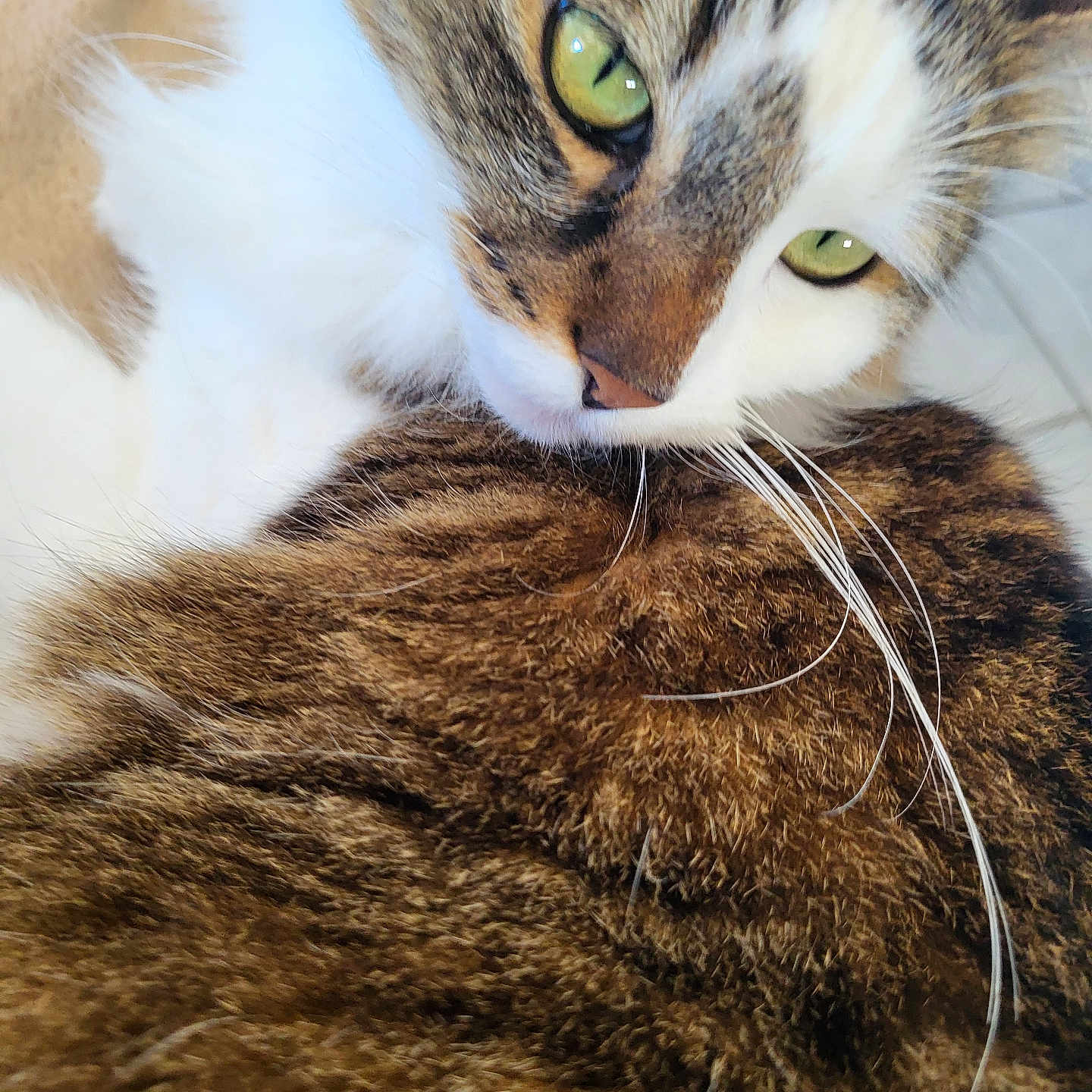 Plume