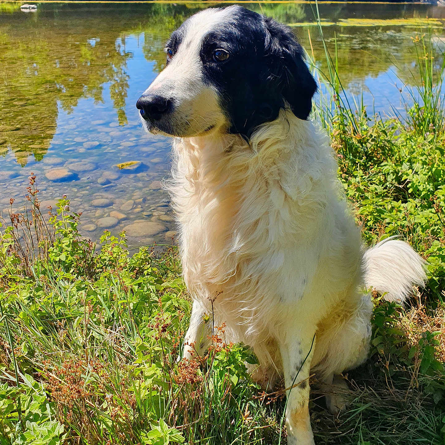 Teckos participe au concours pour gagner de l'argent avec cette photo : animal, boat, canine, dog, field, grass, herbal, herbs, lake, land, nature, outdoors, pet, plant, pond, transportation, tree, vegetation, vehicle, water