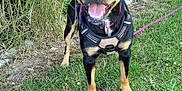 Milo a rejoint le concours — aidez-le/la à gagner de superbes lots ! dog, canine, pet, grass, fence, chainlink_fence, harness, leash, tongue_out, happy, smile, black_and_tan, paw, muzzle, ears, outdoor, greenery, wild_plants, daisy, portrait