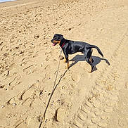 Milo participe au concours pour gagner de l'argent avec cette photo : dog, beach, sand, ocean, leash, collar, waves, footprints, sunlight, shadow, pet, water, shore, summer, outdoor, walking, people, shells, sky, horizon