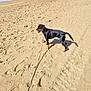 dog, beach, sand, ocean, leash, collar, waves, footprints, sunlight, shadow, pet, water, shore, summer, outdoor, walking, people, shells, sky, horizon