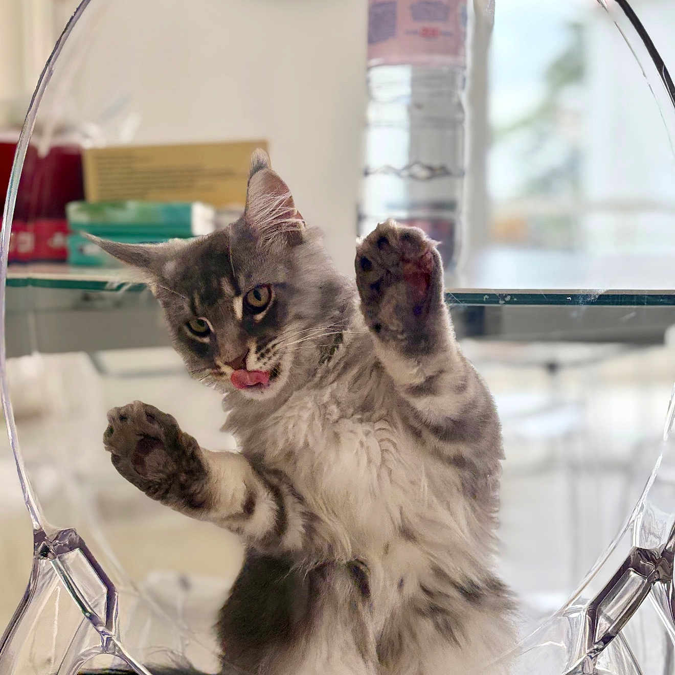 Cookie a rejoint le concours — aidez-le/la à gagner de superbes lots ! cat, gray_cat, fluffy, indoor, playful, tongue_out, clear_chair, transparent, paws, funny_pose, domestic_animal, table, water_bottle, blurred_background, pet, feline, cute, whiskers, ears, sitting