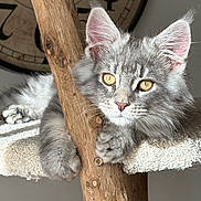 Cookie a rejoint le concours — aidez-le/la à gagner de superbes lots ! kitten, cat, gray_fur, fluffy, wooden_post, climbing, resting, indoor, cozy, texture, close_up, pet, animal, young_cat, golden_eyes, natural_light, vintage_clock, background_blur, cute, relaxed