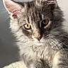 Cookie participe au concours pour gagner de l'argent avec cette photo : cat, kitten, gray_fur, close_up, amber_eyes, whiskers, soft_fur, pet, animal, cute, feline, portrait, young_cat, indoor, curious, fluffy, paw, face, ears, natural_light