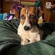 Mellia joined the competition — help win amazing prizes! dog, pet, brown_eyes, white_fur, green_blanket, indoor, cozy, christmas_tree, decorations, wood_paneling, furniture, blanket, animal, cute, portrait, relaxed, domestic, companion, warm_lighting, home